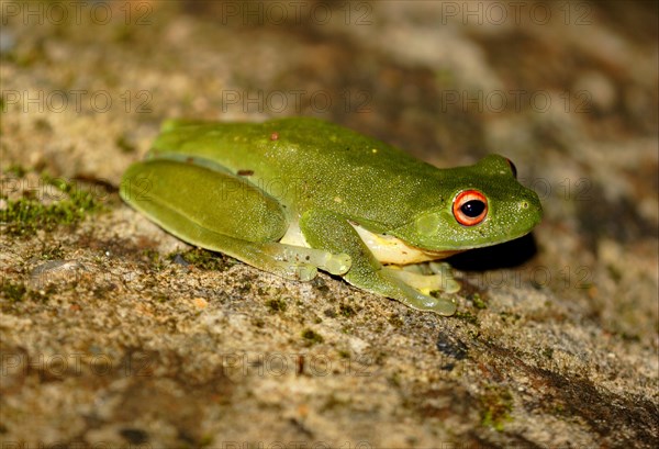 Australian Red-eyed Treefrog