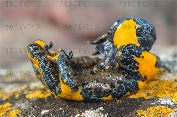 Apennine Yellow-bellied Toad