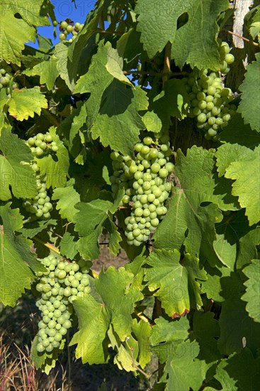 Ripening grapes on the vine