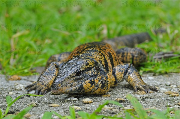 Golden Tegu