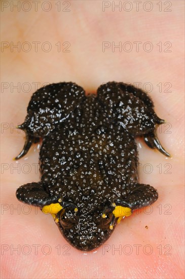 Yellow-bellied Toad