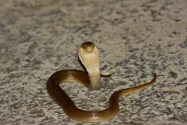 Javan Spitting Cobra