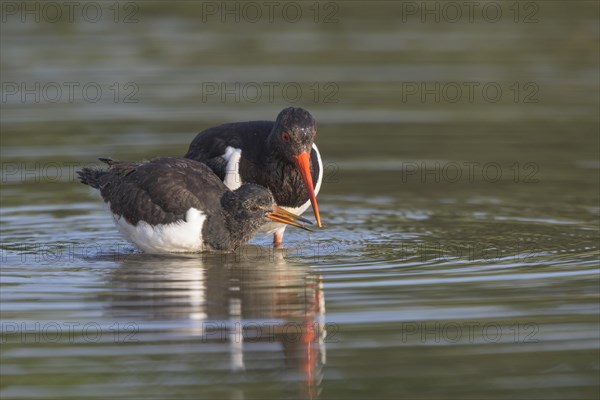 Eurasian eurasian oystercatcher