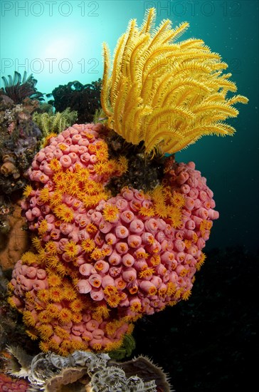 Yellow coral