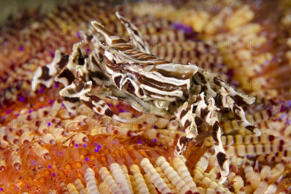 Zebra Urchin Crab