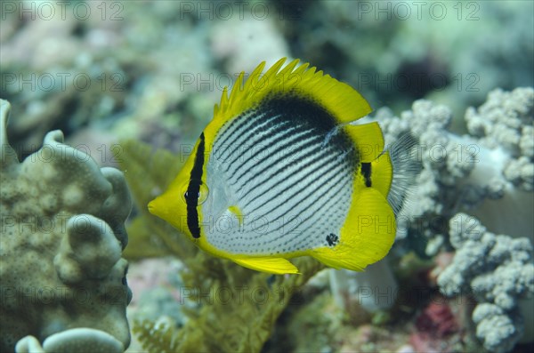 Black-backed Butterflyfish