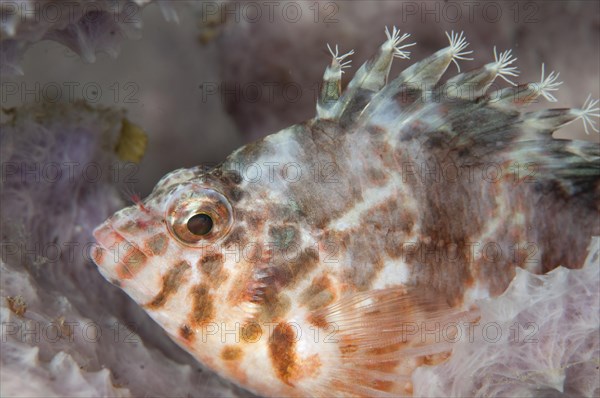 Common spotted hawkfish