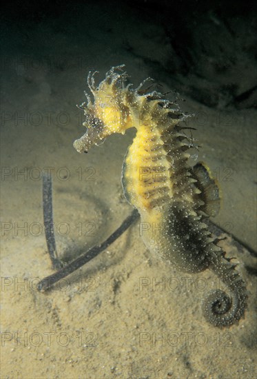 Long-snouted Seahorse