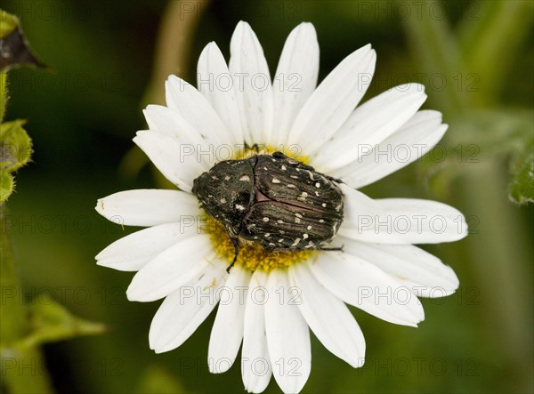 Mourning rose beetle