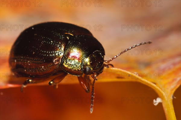 Rosemary Beetle