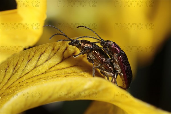 Adult pair of reed leaf beetles