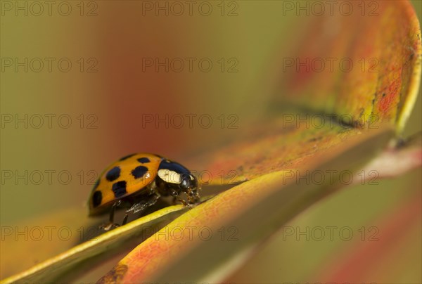 Asian Ladybird