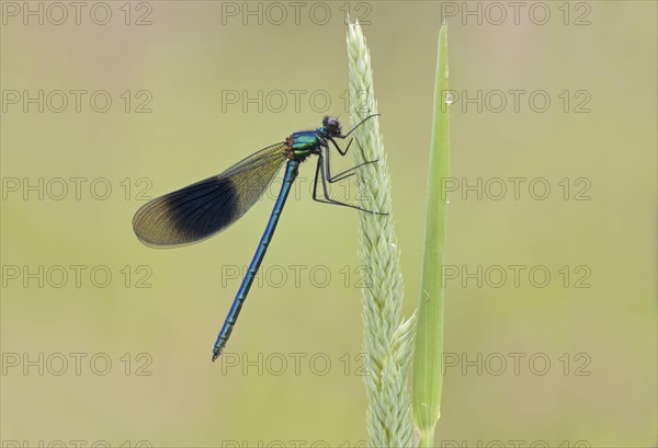 Banded Demoiselle