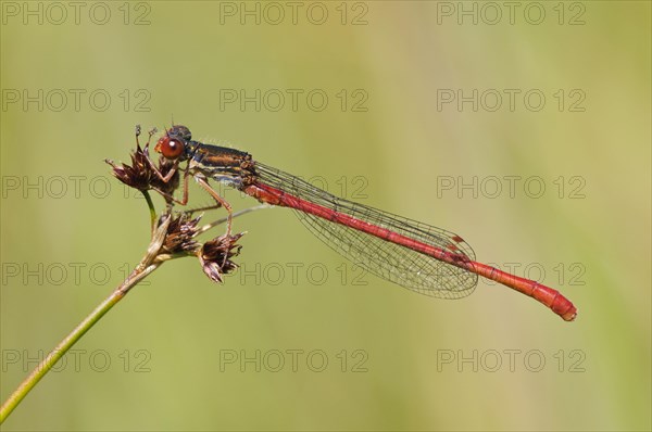 Scarlet damselfly