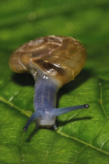 Dark-bodied Glass-snail