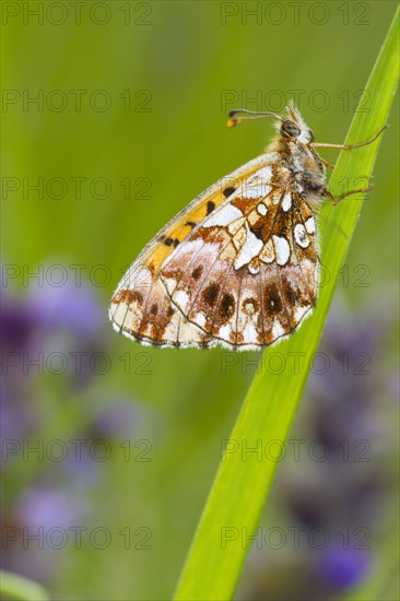 Weaver's fritillary