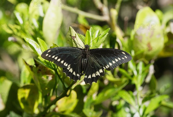 Gold Rim Swallowtail