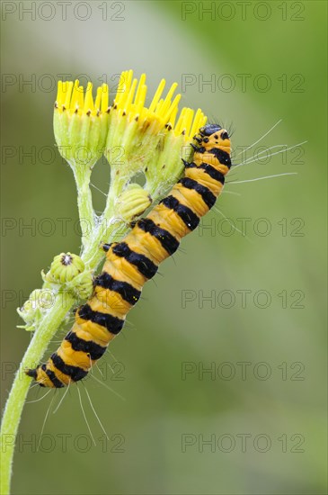 Cinnabar moth