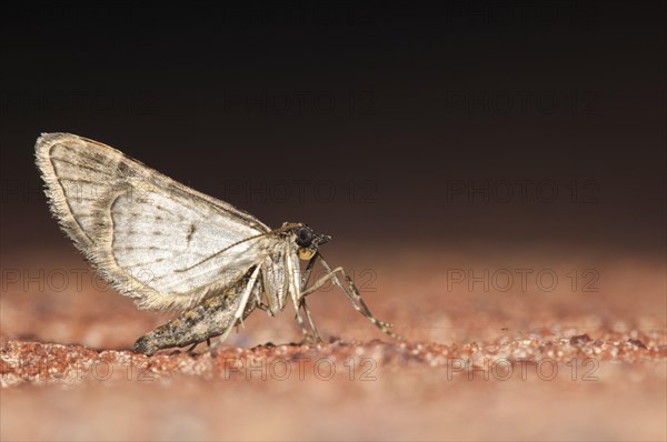 Double-striped pug