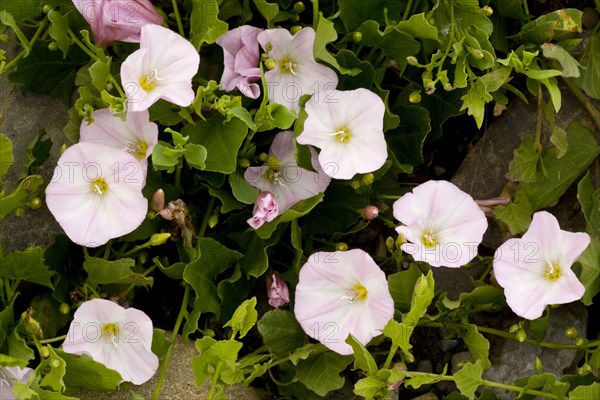 Field bindweed