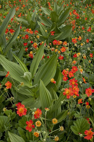 Scarlet scarlet avens