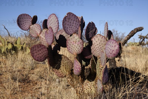 Engelmann's Hedgehog Cactus