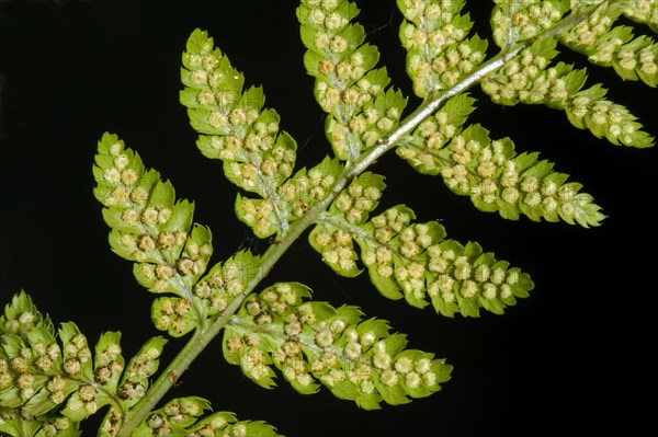 Sori developing on the underside of the frond or blade of a male fern