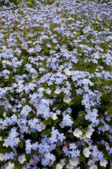 Wood forget-me-not