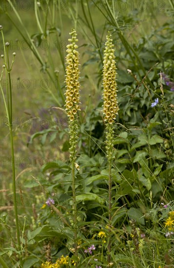 Flowering russet foxglove