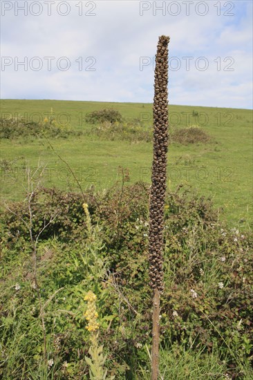 Great mullein