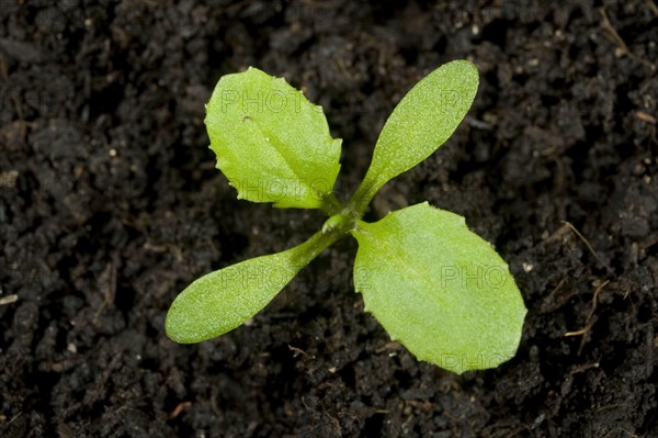 Groundsel