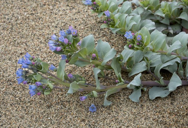 Oysterplant