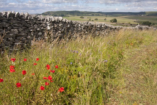 Corn Poppy