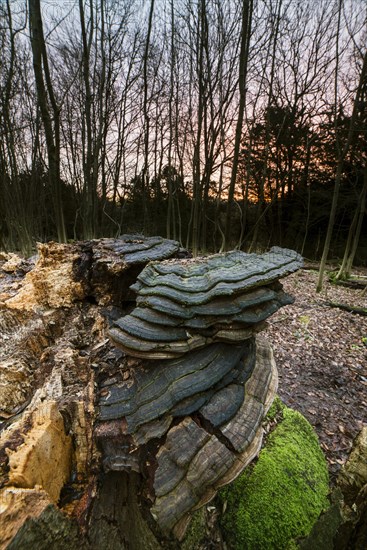 Fruiting bodies of artist's mushrooms