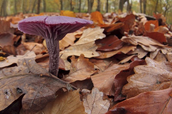 Amethyst Deceiver