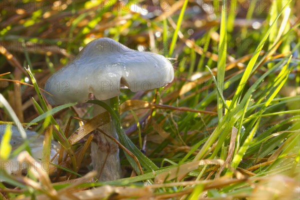 Green-blue Traeuschling