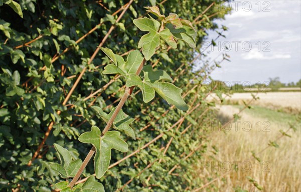 Field maple