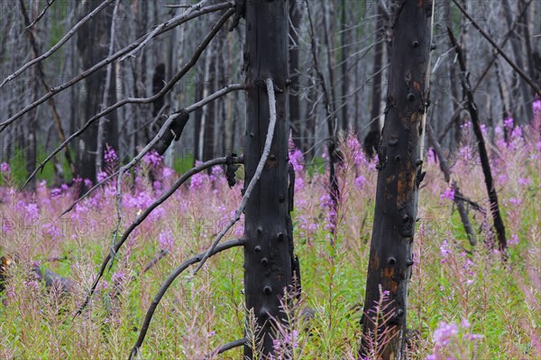 Fireweed