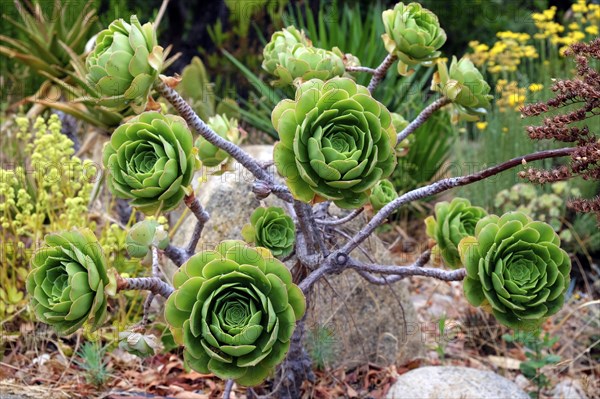 Houseleek Tree