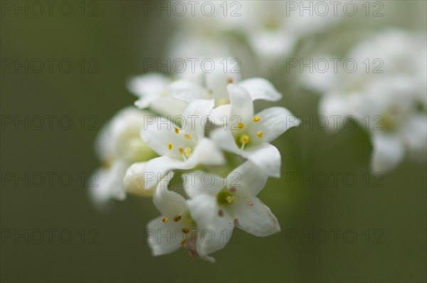 Blue-green bedstraw