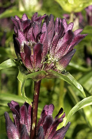 Brown gentian