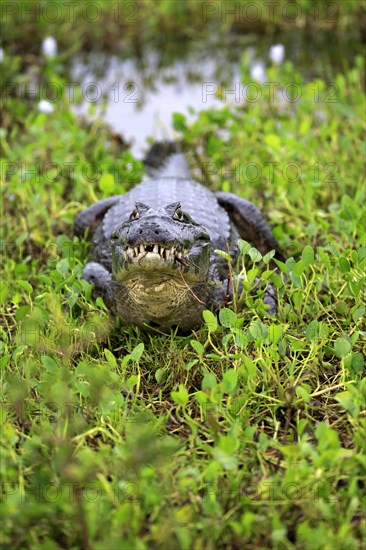 Paraquay Caiman