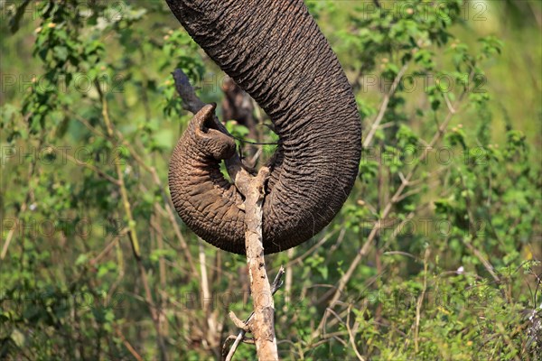 Sri Lankan elephant