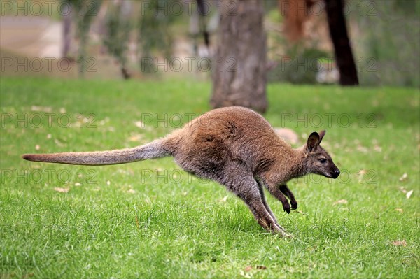 Red-necked wallaby