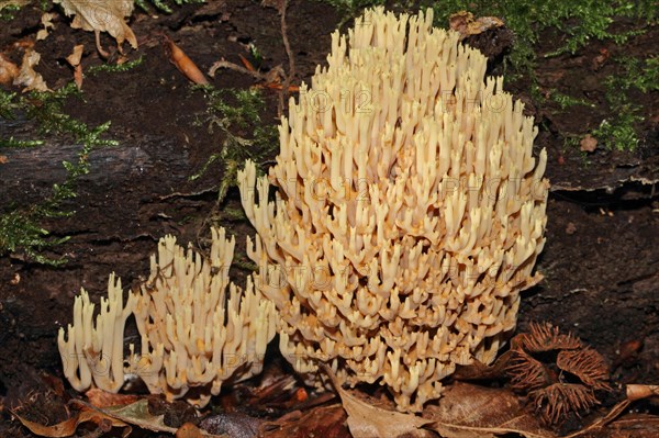 Pale coral fungus