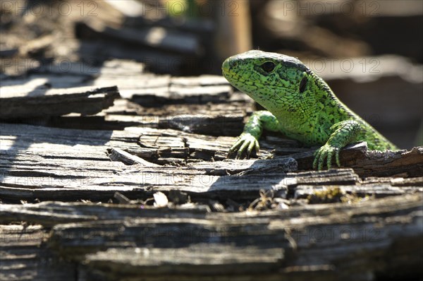 Sand lizard