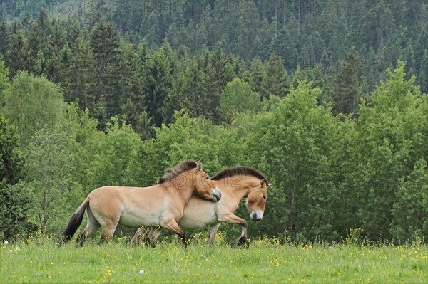 Przewalski's horse