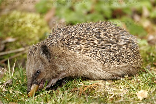 European hedgehog