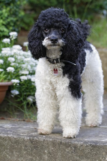 Harlequin Poodle