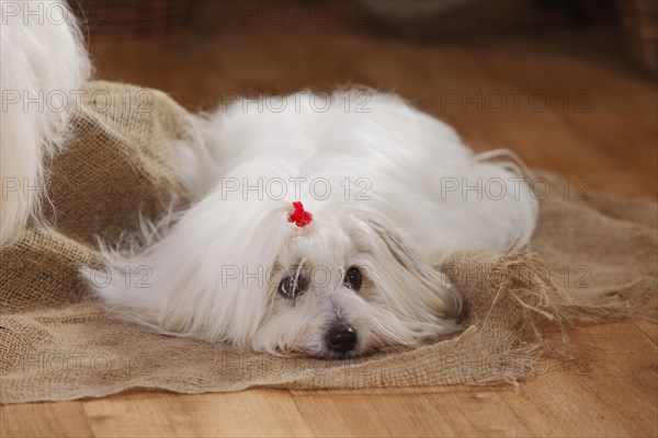 Coton de Tulear